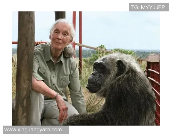 黑猩猩足球明星的名字揭晓了他在动物界的传奇故事与成就
